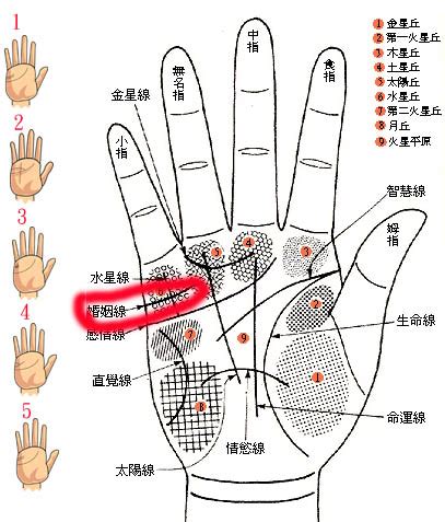 感情線智慧線相連|【手相館】掌紋 (生命線、感情線、智慧線、婚姻線、太陽線、火。